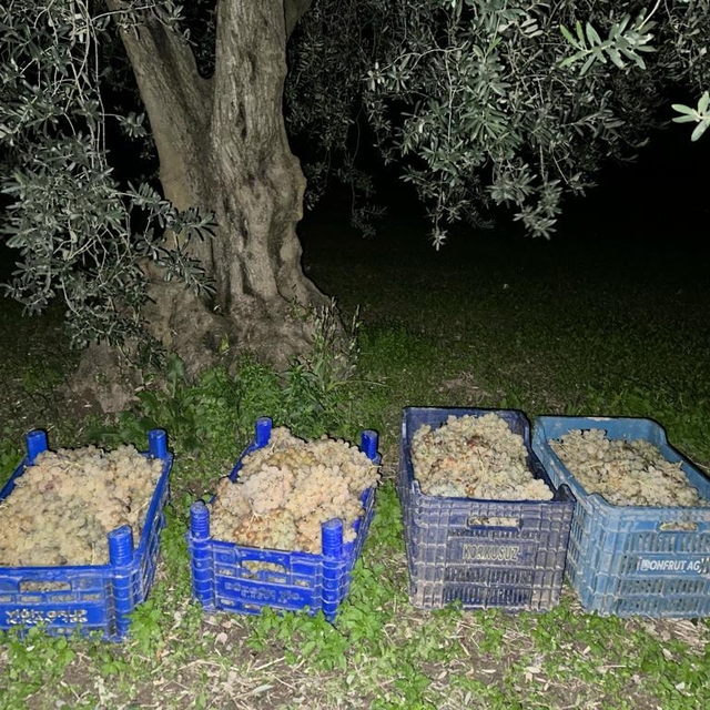 Bursa'da tarlalardan zeytin ve üzüm çalan 3 şüpheli yakalandı