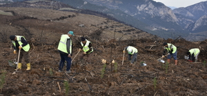 Bursa'da 4 ay önce yanan 243 hektar ormanlık alan ağaçlandırılıyor