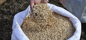 Kastamonu'da siyez buğdayı ekimine başlandı