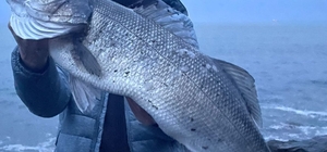 Akçakoca'da amatör balıkçı 8 kilogram ağırlığında levrek yakaladı