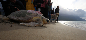 Kuşadası'nda tedavileri tamamlanan 3 caretta caretta denize bırakıldı