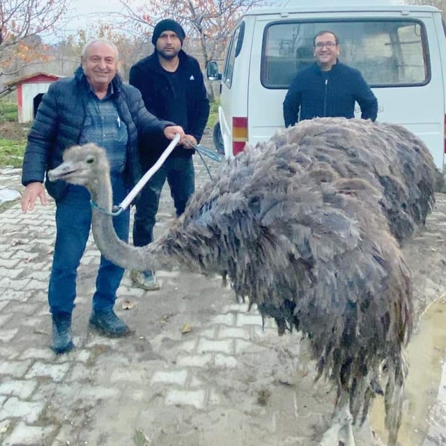 Kütahya'da sahibinden kaçan deve kuşu kara yoluna girdi