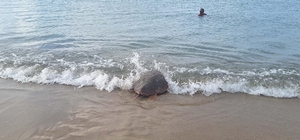 Tedavisi tamamlanan 3 deniz kaplumbağası Kuşadası'ndan törenle denize salın...