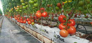 Antalya topraksız örtü altı tarımda da zirvede