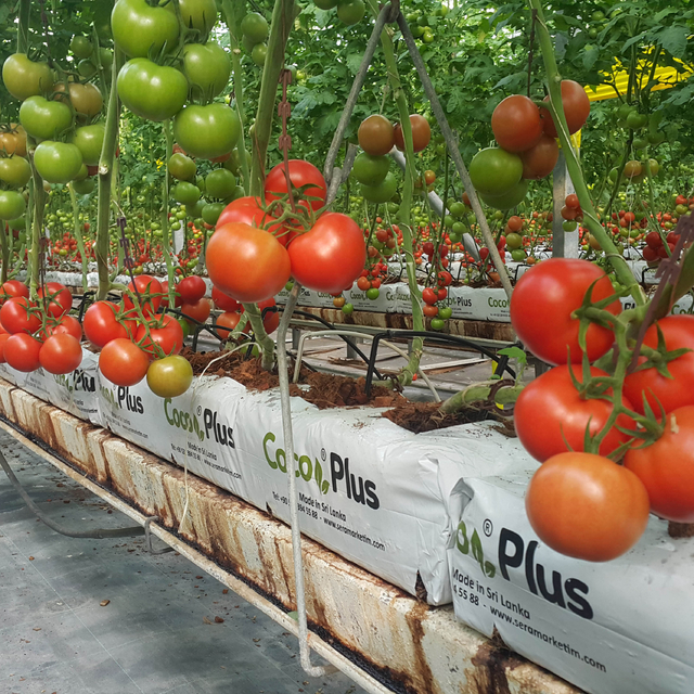 Antalya topraksız örtü altı tarımda da zirvede