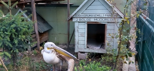 Bilecik'te tüfekle yaralanan pelikan tedaviye alındı