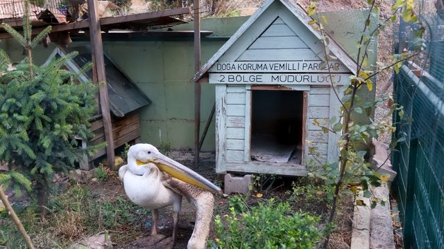 Bilecik'te tüfekle yaralanan pelikan tedaviye alındı