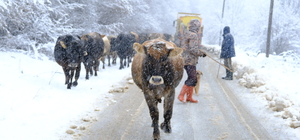 Kırklareli'nin yüksek kesimlerinde kar şiddetini arttırdı