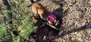 Diyarbakır'da terör operasyonunda 427 kilogram esrar ve mühimmat ele geçirildi