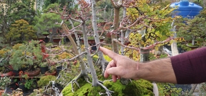 Türkiye'nin ilk "bonsai müzesi" Yalova'da kuruluyor