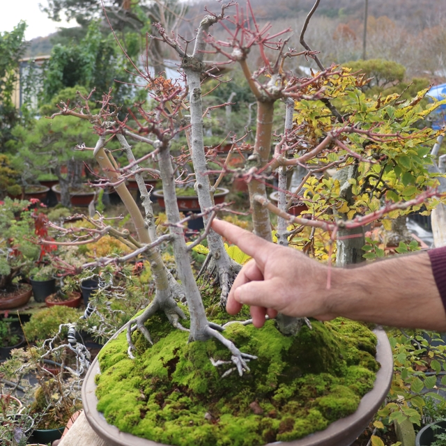 Türkiye'nin ilk "bonsai müzesi" Yalova'da kuruluyor