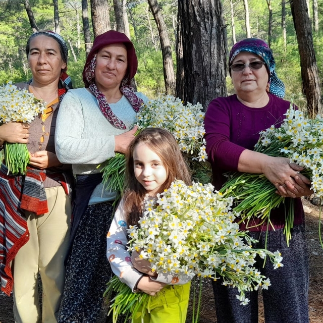 Kumluca'nın Gelidonya bölgesini nergis kokusu sardı