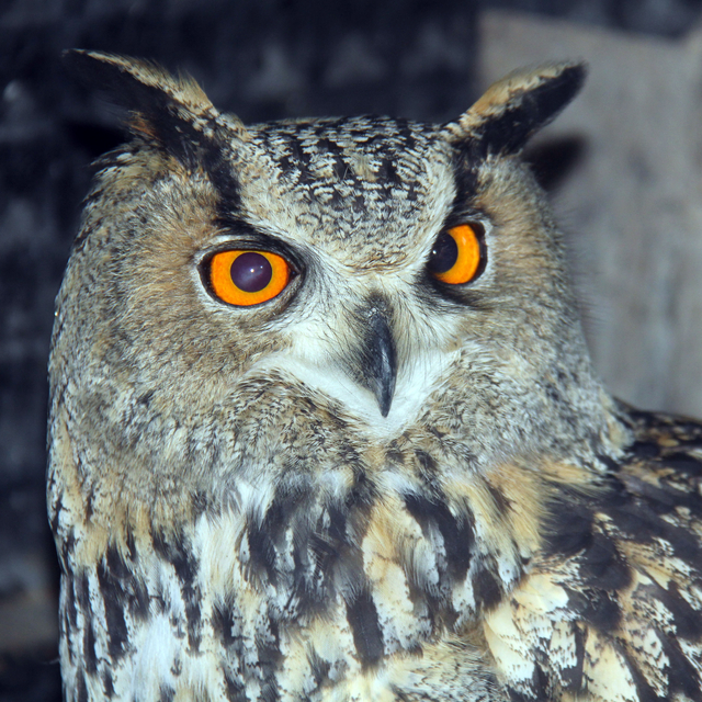 Sivas'ta muhtarın bulduğu yaralı puhu tedavi edilecek