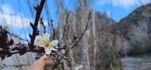 Mihalgazi'de meyve ağaçları çiçek açtı
