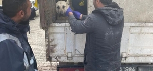 Çekerek'te 15 sahipsiz köpeğe kuduz aşısı yapıldı