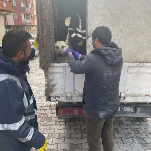 Çekerek'te 15 sahipsiz köpeğe kuduz aşısı yapıldı