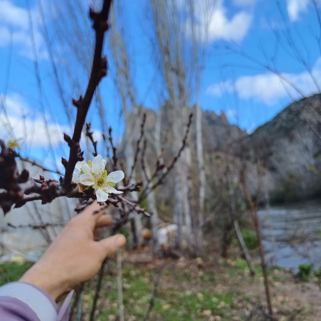 Mihalgazi'de meyve ağaçları çiçek açtı