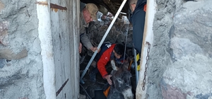 Samanlıktaki çukura düşen eşek, kurtarıldı