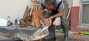 Mersin'de kısa yüzgeçli köpek balığı kıyıya vurdu