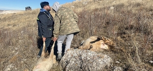 Sivas'ta sürüye saldıran kurtlar 37 koyunu telef etti