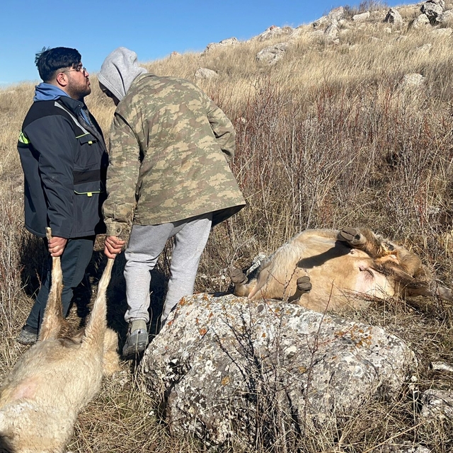Sivas'ta sürüye saldıran kurtlar 37 koyunu telef etti