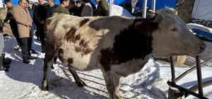 Ardahan'da buzağı ölümleri aşılama projesi ile önlenecek