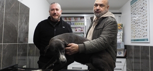 Sultanhisar'da sahipsiz köpek sorununu çözmek için kısırlaştırma çabaları