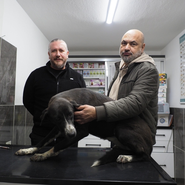Sultanhisar'da sahipsiz köpek sorununu çözmek için kısırlaştırma çabaları