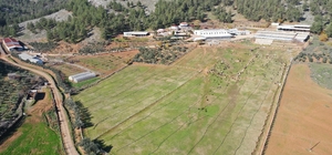 "Maraş dondurması"nın ham maddesi salebin fideleri toprakla buluştu