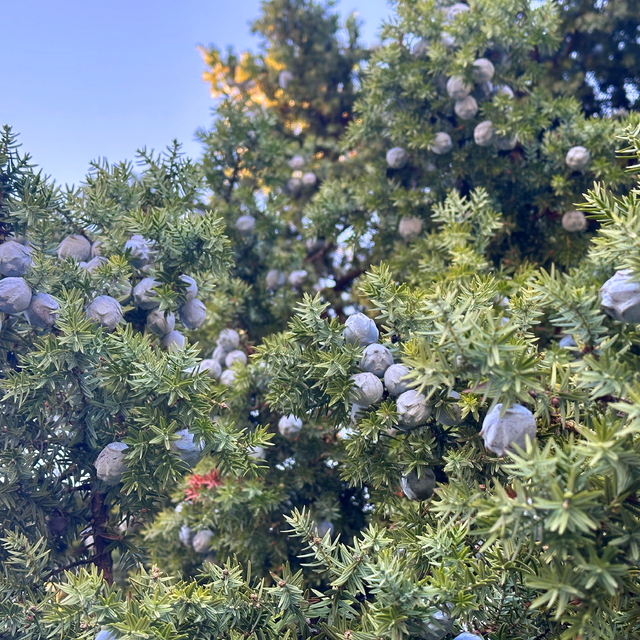 Tescilli Andız pekmezi Kahramanmaraş'ta geleneksel yöntemlerle üretiliyor