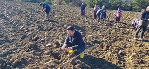 Göynük'te 6 bin lavanta fidesi dikildi