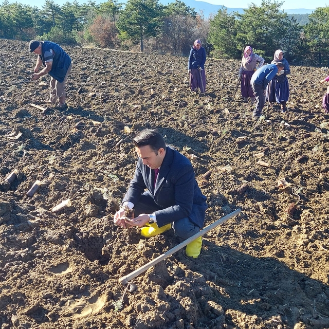 Göynük'te 6 bin lavanta fidesi dikildi