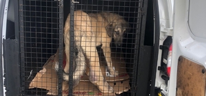 Rize'de ayağı şişen köpek, tedavi için İstanbul'a gönderildi