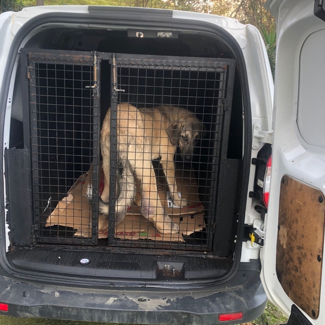 Rize'de ayağı şişen köpek, tedavi için İstanbul'a gönderildi