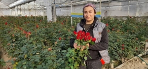 Antalya'da serada gülün hasadı aralık ayında da sürdü