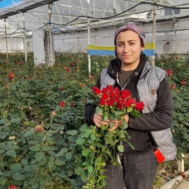 Antalya'da serada gülün hasadı aralık ayında da sürdü