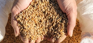 Gazipaşa'da karakılçık buğdayı toprakla buluşturuldu