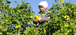 Mersin'de tescilli Lamas limonunda hasat başladı