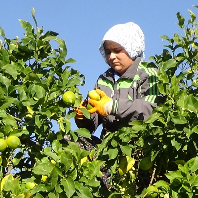 Mersin'de tescilli Lamas limonunda hasat başladı