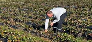 Tekirdağ'dan kısa kısa