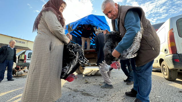 Bolu, Kandıra ve Eflani'de yetiştirilen hindilere yılbaşı öncesi talep arttı