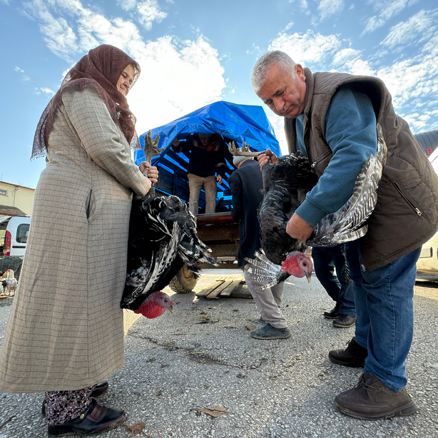 Bolu, Kandıra ve Eflani'de yetiştirilen hindilere yılbaşı öncesi talep artt...