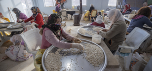 Tunceli'nin organik kuru fasulyesi kadınlarca ayıklanıp iç pazarda satılıyor