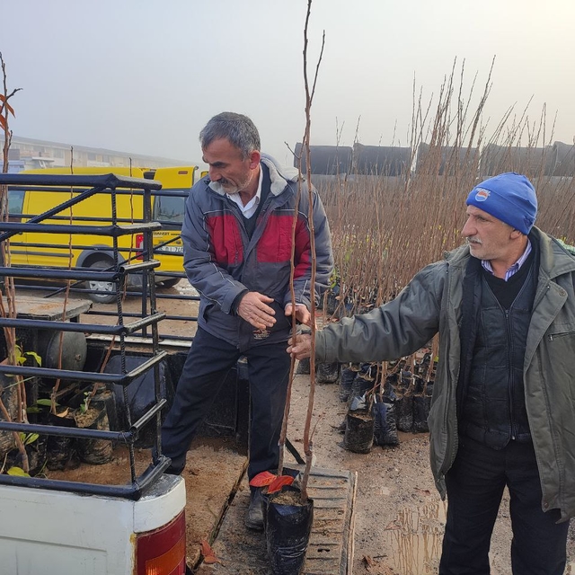 Kocaeli'de çiftçilere yüzde 50 hibeli meyve fidanı dağıtılıyor
