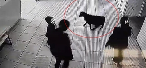 Keçi, öğrencilerin peşinden okula girdi; o anlar kamerada