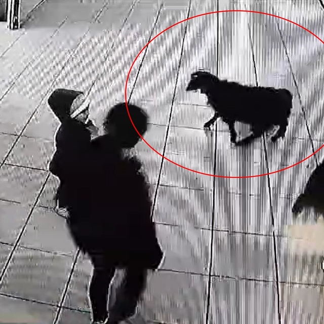 Keçi, öğrencilerin peşinden okula girdi; o anlar kamerada