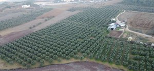 Orta Sakarya Vadisi'ndeki mikroklima etkisine sahip Osmaneli'nde zeytinler hasat ediliyor