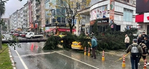 Rize'de şiddetli rüzgarın devirdiği ağaç 2 taksiye zarar verdi