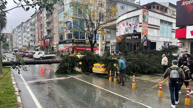 Rize'de şiddetli rüzgarın devirdiği ağaç 2 taksiye zarar verdi
