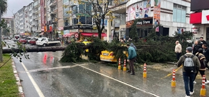 Rize'de fırtına; sac uçtu, ağaç taksinin üzerine devrildi